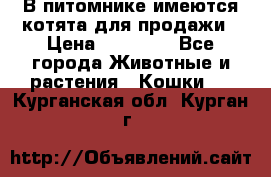 В питомнике имеются котята для продажи › Цена ­ 30 000 - Все города Животные и растения » Кошки   . Курганская обл.,Курган г.